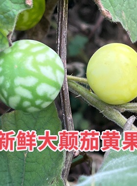 刺天茄野生新鲜颠茄黄果茄刺牙痛茄果牙疼中药野茄子果果