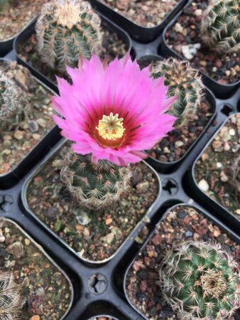 四海园艺 折墨虾仙人球鹿角柱属实生易养易开花大花紫花