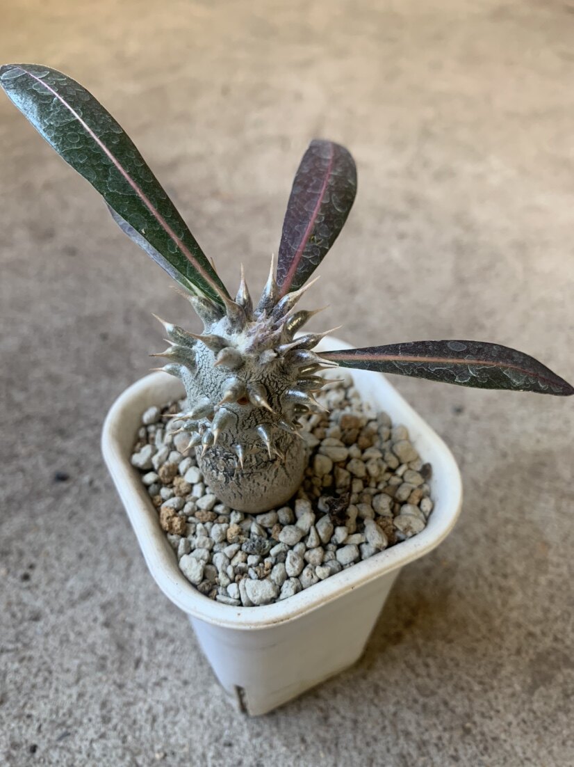 四海园艺 席巴女王巴西女王块根多肉植物仙人球根茎盆栽西巴多头