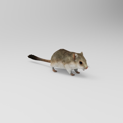 老鼠3D模型设计素材 obj贴图keyshot渲染犀牛rhino 动物猫和老鼠