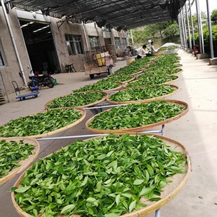 新春高品质漳平水仙茶叶品鉴试喝装兰花香乌龙茶泡袋独立包装