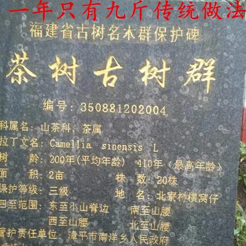 漳平水仙春茶饼新茶春礼盒装500g古树单株老枞