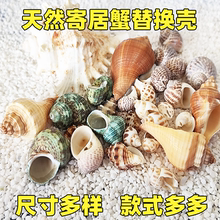 寄居蟹替换壳房子大口径小号天然贝壳寄居蟹壳专用壳海螺壳海边壳