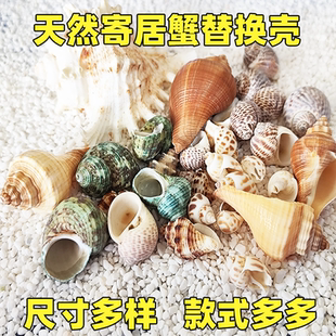 寄居蟹替换壳房子天然贝壳寄居蟹壳专用壳海螺壳海边壳大小号任选