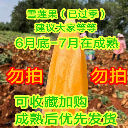 [黄肉中圆果]云南当季水果低糖天山雪莲果老人水果整箱9斤5斤