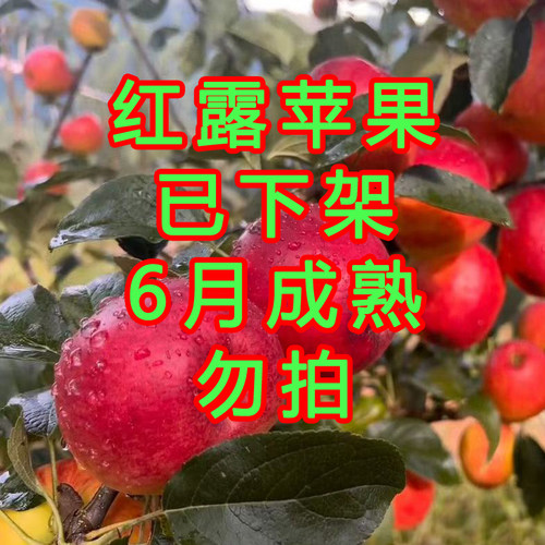 2026年云南纯甜红露苹果新鲜发货