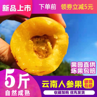 【收到既吃】8斤送1斤只发黄果云南石林人参果新鲜水果送礼树上熟