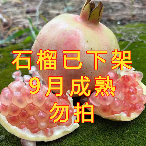 【当季】云南蒙自古树甜石榴皮薄清甜多汁季水果7斤8斤装包邮老树