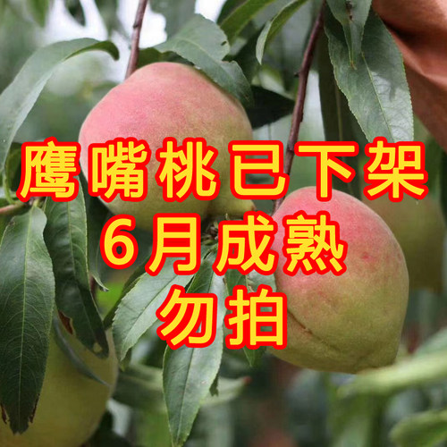 鹰嘴桃蒙自现摘现发脆甜口感