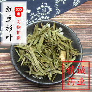 红豆杉叶500克g 包邮 中药材新鲜干货红豆杉树叶子