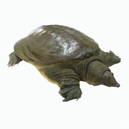 千岛湖土鳖正宗水库甲鱼鲜活食用活体到家公母随机天然野外生鲜鱼