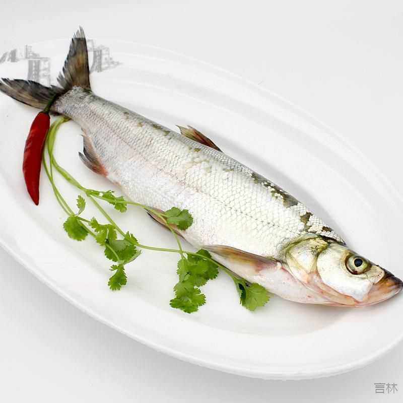 千岛湖活鱼翘嘴大白刁鱼新鲜米翘现捕野白花大白条淡水鱼食用水产