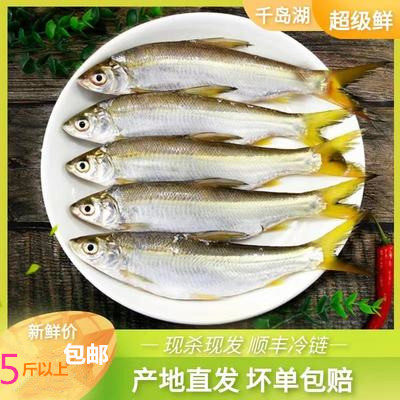 每天新鲜黄尾鱼冰块保鲜顺丰特快