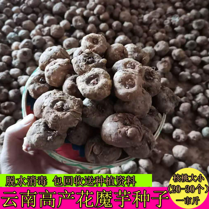 魔芋种子 高产新鲜花魔芋种子 云南魔芋种籽种苗种球魔域磨玉包邮