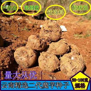 云南高产优质新鲜魔芋种子二代魔芋种子种苗山地花魔芋脱水磨玉种