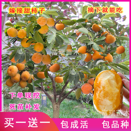 柿子树苗嫁接不暖柿子日本甜柿当年结果南北方盆栽地栽种植果树苗