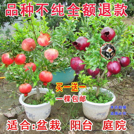 石榴苗果树南北方种植当年结果盆栽庭院突尼斯软籽紫色红色大石榴