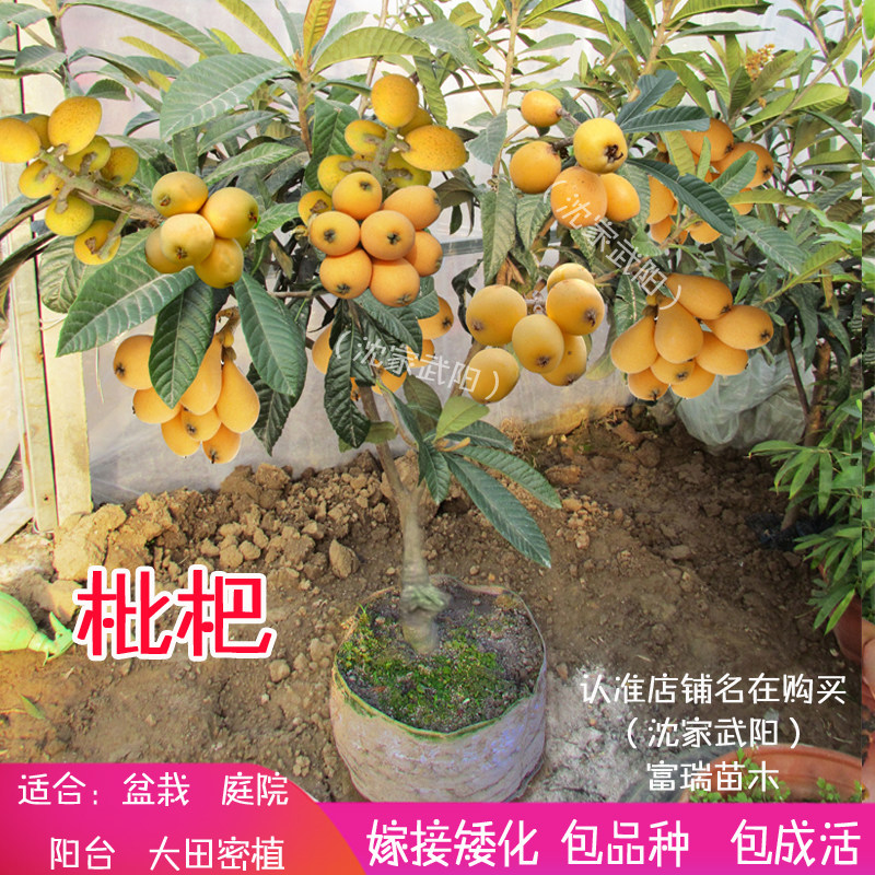无核枇杷树苗特大砂糖大五星果树苗盆栽枇杷苗当年结果南北方种植