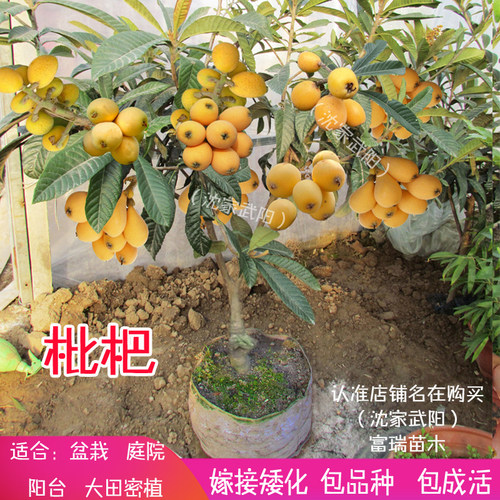 嫁接盆栽枇杷苗常绿果树超大果型