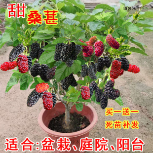 桑葚树苗南方北方种植四季盆栽食用桑树叶大叶超长黑桑水果白桑椹