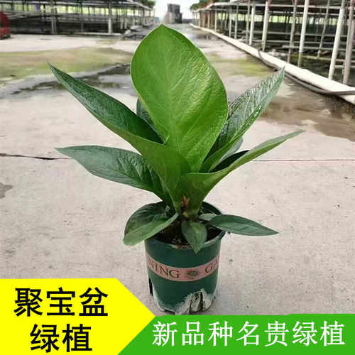 聚宝盆鸟巢花烛绿植盆栽净化空气