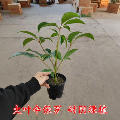 细叶日本大叶伞保罗大株绿植室内盆栽四季花卉客厅好养活净化空气