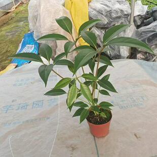 花卉客厅好养活净化空气 细叶日本大叶伞保罗大株绿植室内盆栽四季