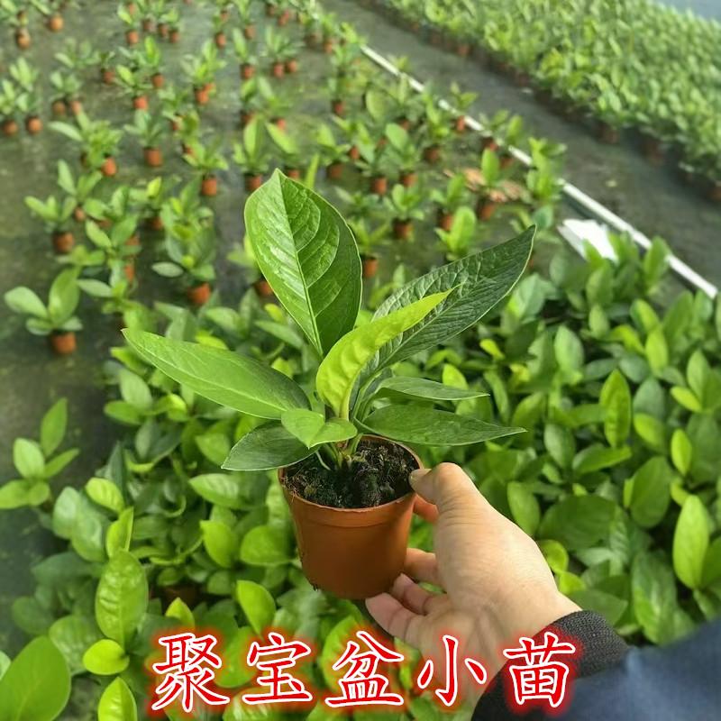 聚宝盆小盆栽花烛鸟巢绿植耐阴