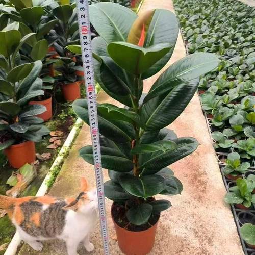 绿色叶橡皮树苗阳台净化空气