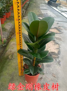 大型花叶绿色黑金刚橡皮树盆栽绿植花卉室内客厅彩叶植物净化粉尘