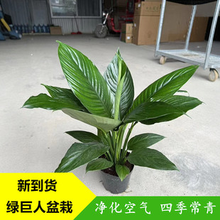 绿巨人盆栽观叶植物办公室大叶客厅桌面万年青绿植吸尘净化空气