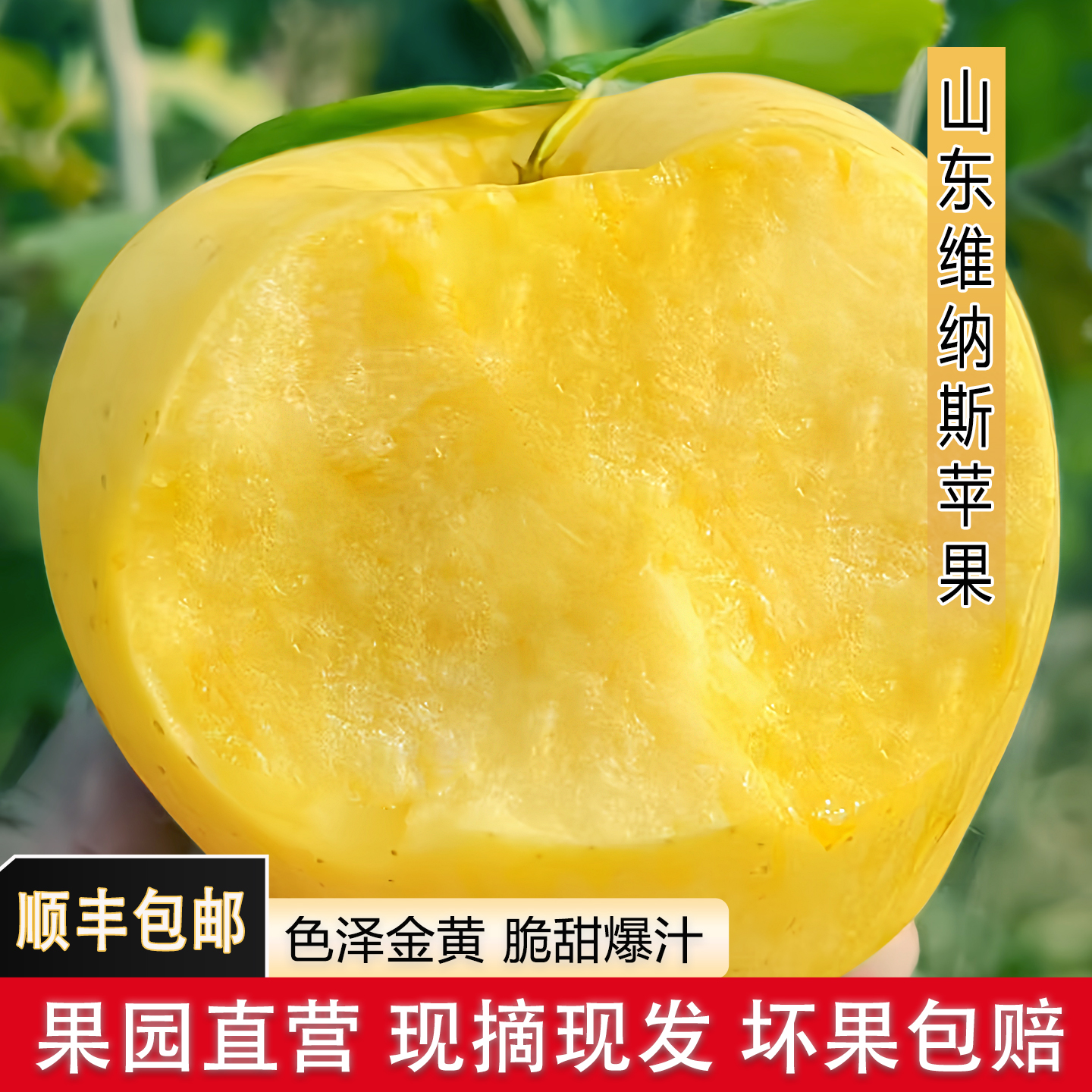 新鲜山东苹果维纳斯甜脆多汁