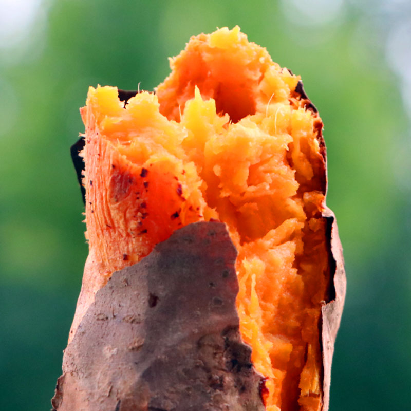 烟薯烟薯25山东红薯糖心烟薯25