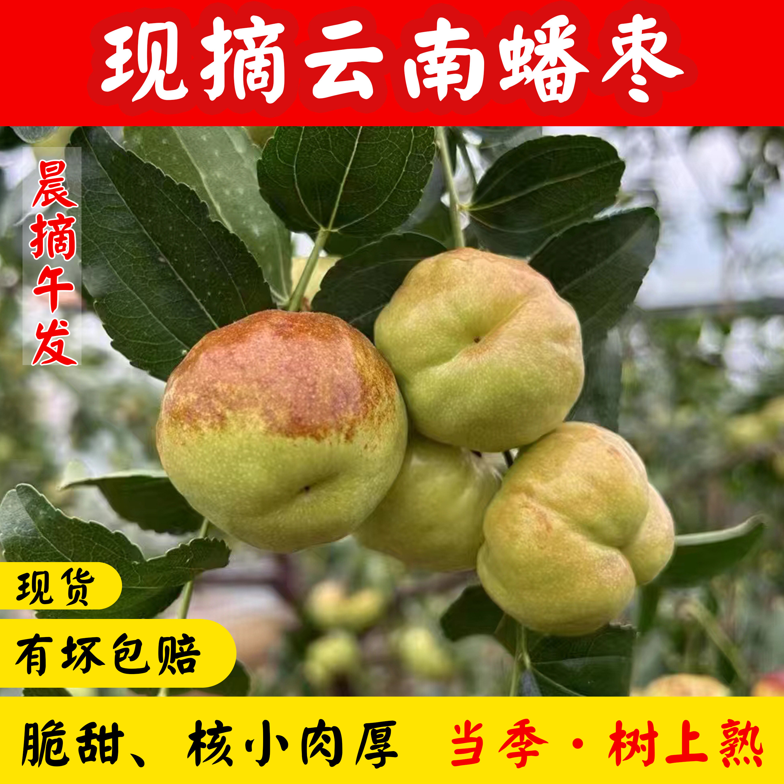 云南高原蟠枣新鲜现摘水果孕妇水果酥脆甜冬枣蜜罐枣3斤当季包邮