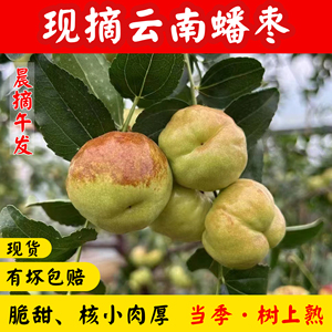 云鲜印象蟠枣现摘脆甜、核小肉厚