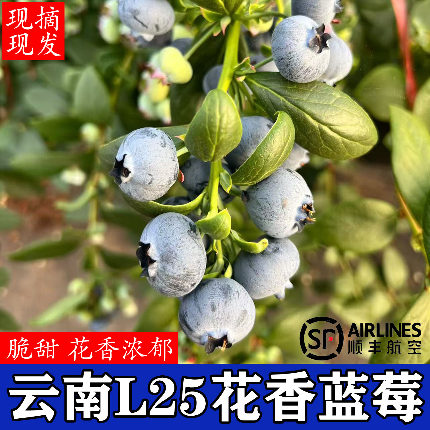 【顺丰空运】云南L25花香蓝莓当季现摘孕妇宝宝辅食时令新鲜水果