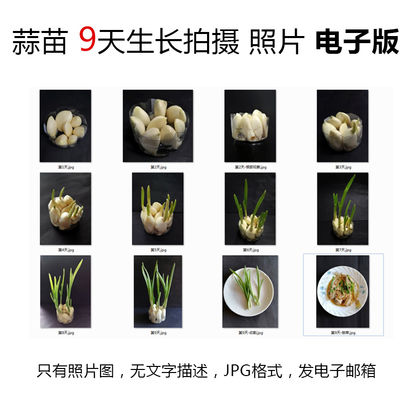 P07大蒜水培植物生长JPG图片素材--蒜苗成长观察记9天照片