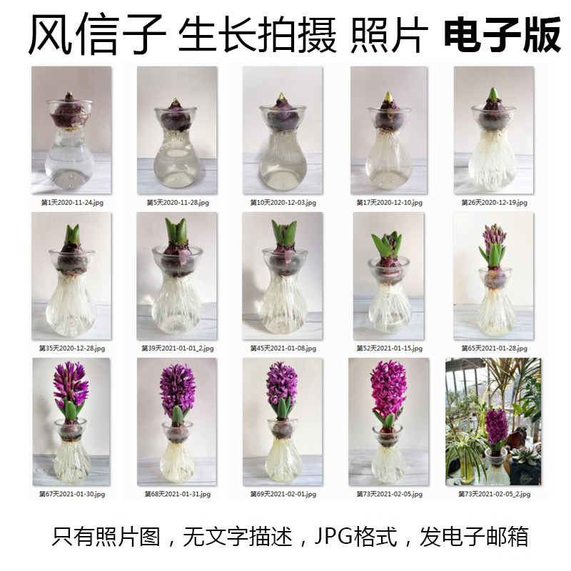 jpg素材图片-植物生长记录观察照片-风信子成长过程拍摄部分照片