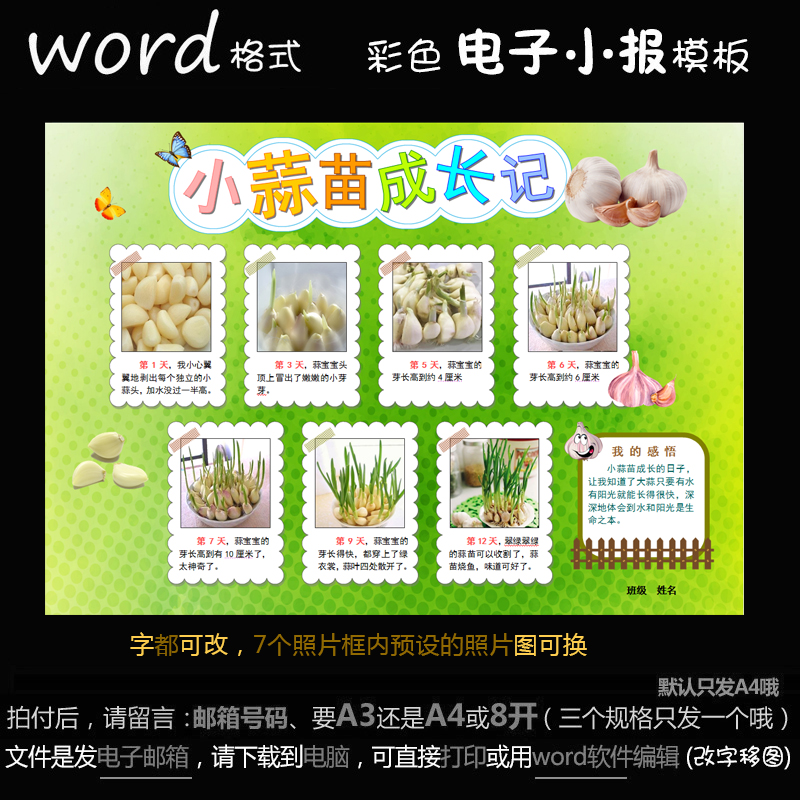 z111电子手抄报word模版学生观察植物生长简报大蒜苗成长记小报