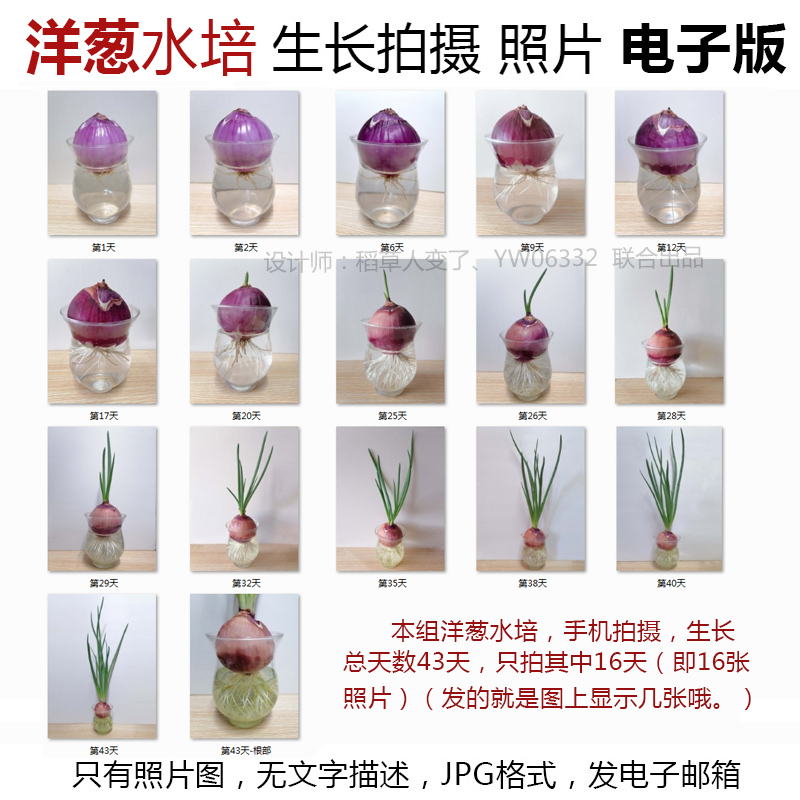 p36洋葱水培植物生长jpg图片素材-洋葱成长观察照片