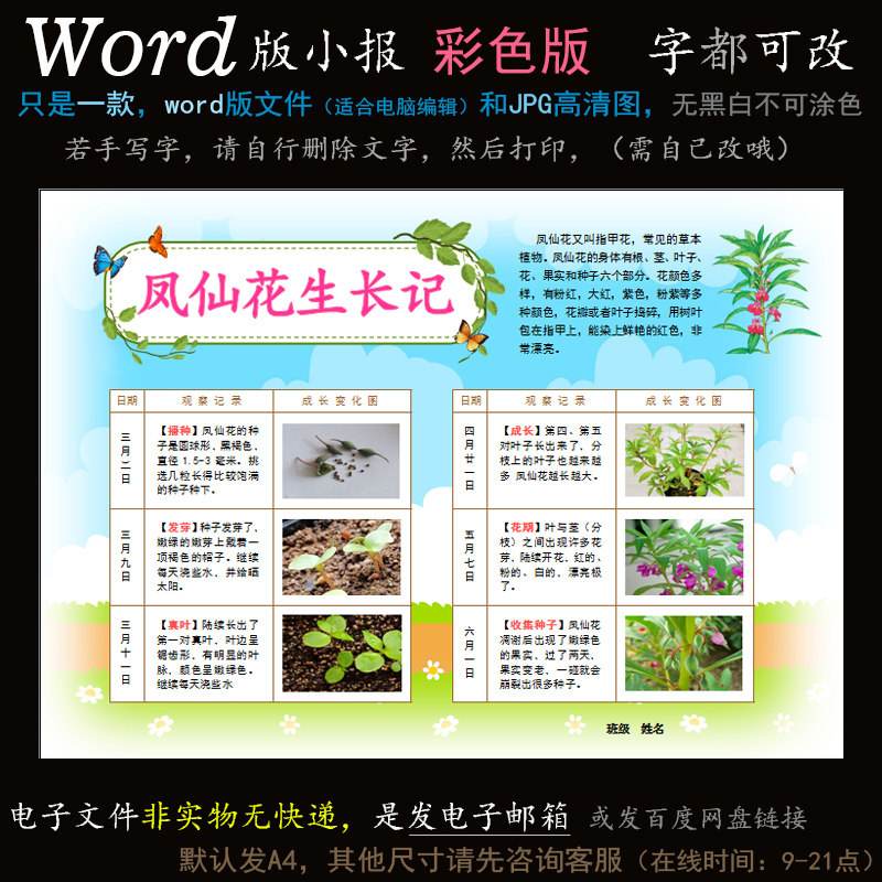 z147电子手抄报word版小报观察植物生长凤仙花种子开花成长简报