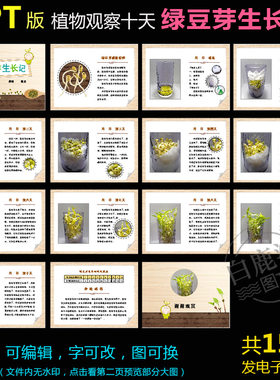 P003绿豆芽生长记ppt模板科学观察记录豆芽苗菜植物种子成长日记