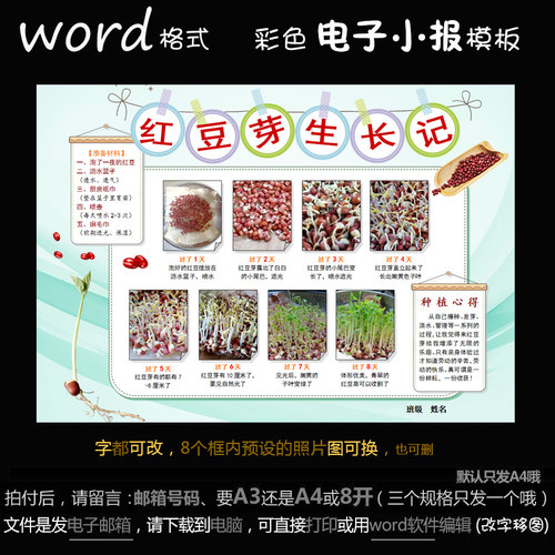 z117电子手抄报word模版植物萌发简报观察红豆芽苗生长记小报