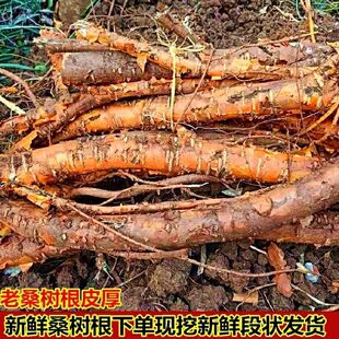 现挖桑根 新鲜中药材老桑树根桑根老桑树根皮煲汤料 桑树根
