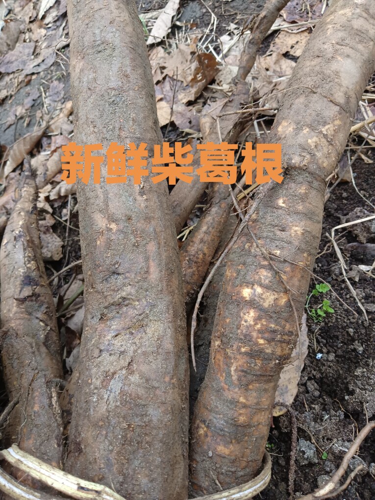 柴葛根 中药材葛根 新鲜柴葛根柴葛老葛根葛根现挖现发