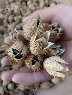 黑丑 牵牛子中药材正品包邮黑牵牛籽浪荡子 二丑正宗