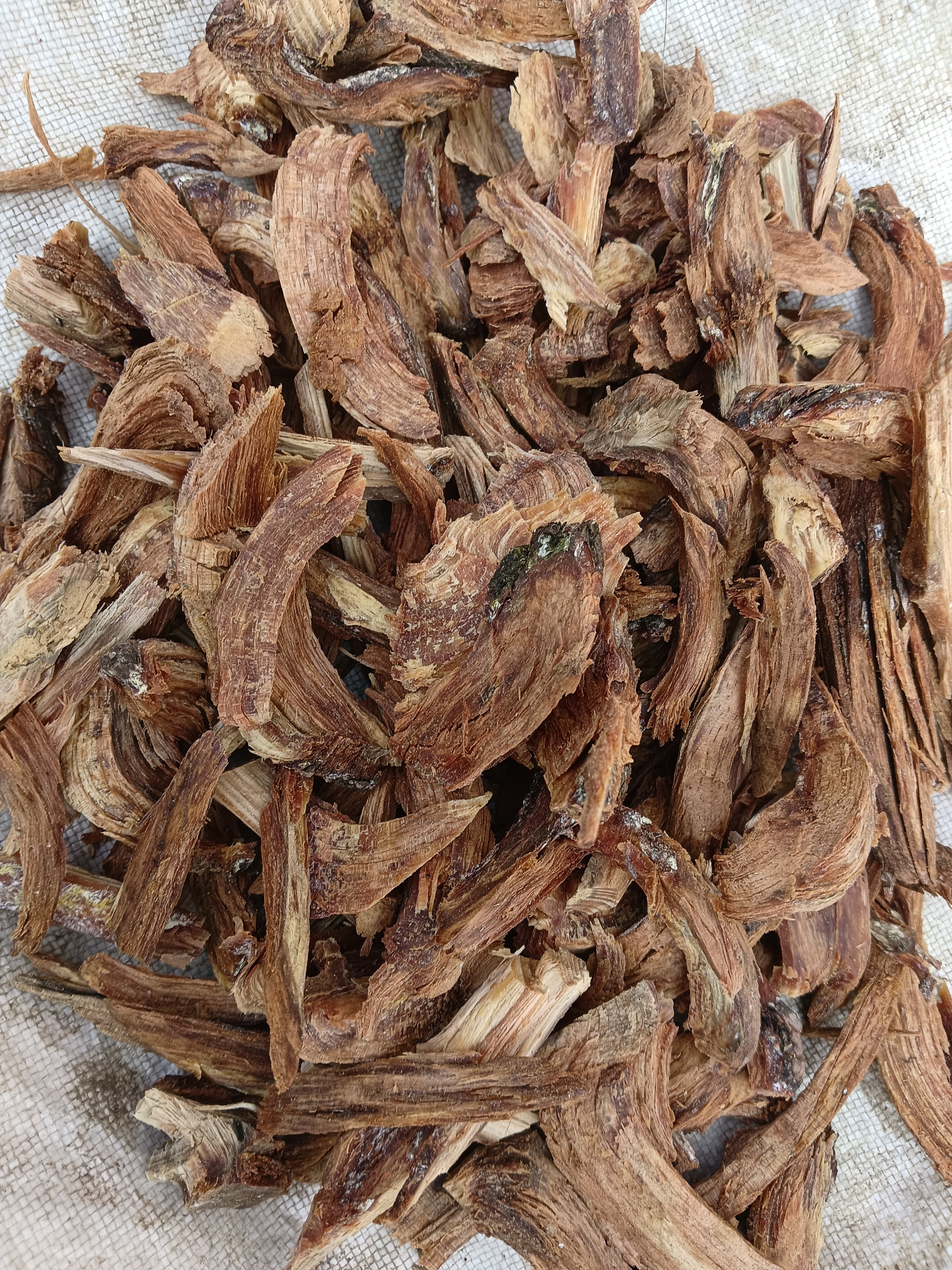 中药材松树溜
