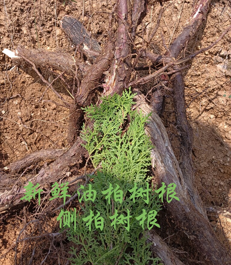 现挖柏树根 新鲜柏树根 中药材柏树根 柏木根 侧柏根 油柏树根