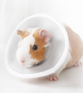 松鼠蜜袋鼯仓鼠花枝鼠防舔防咬圈小宠伊丽莎白圈可洗荷兰猪防护圈