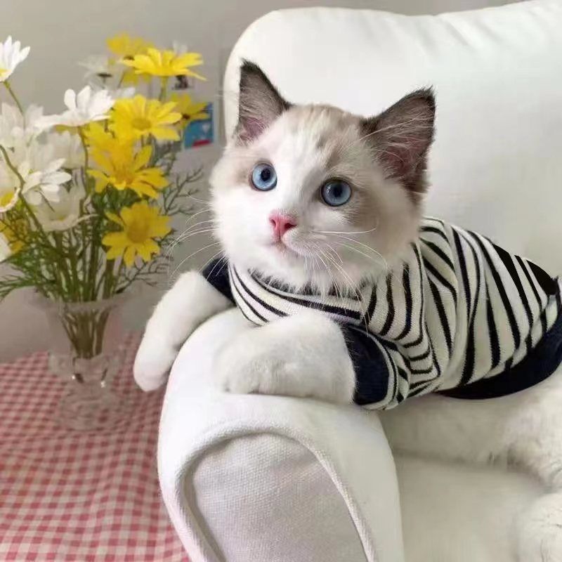 夏天ins宠物狗狗猫咪衣服四季潮牌帅气薄款夏短布偶猫咪两脚卫衣